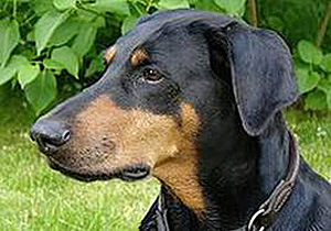 #1_dobie side shot